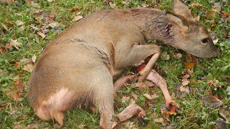 Capriolo attaccato da due cani