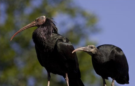 Gli ibis, sui giornali