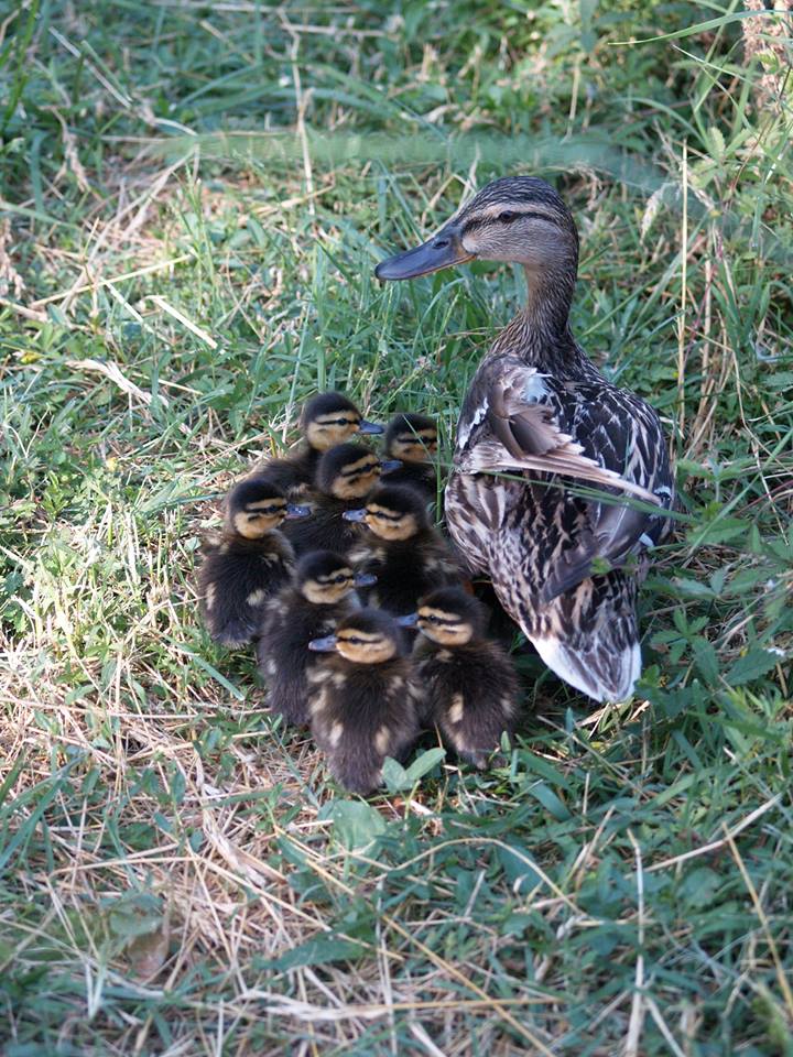 Domenica 16 Giugno – 2300 animali recuperati dall’inizio dell’anno