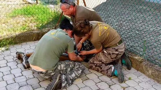 Catturato l’imprendibile capriolo detto “Igor”