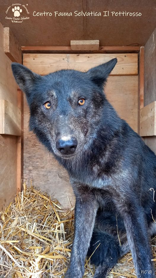 Lupo Ezechiele adottato dal nostro centro