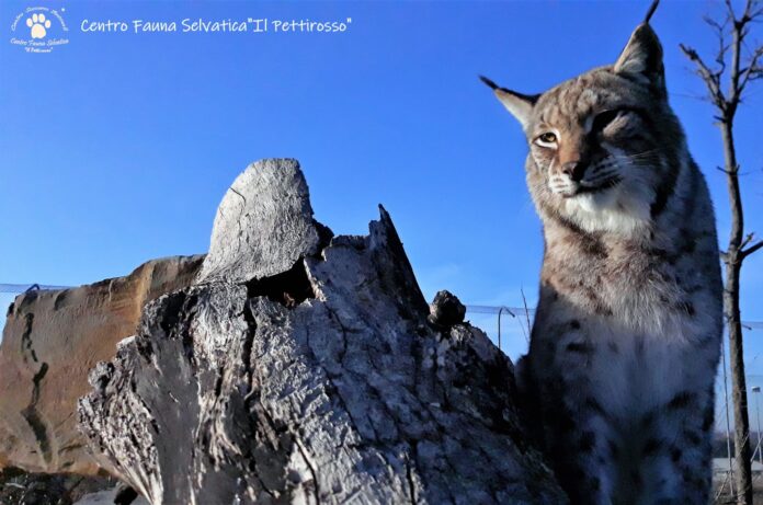 08 Marzo 2023 – ore 15.30 Festa della donna al Centro Fauna Selvatica il Pettirosso